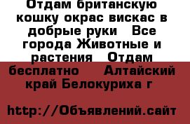 Отдам британскую кошку окрас вискас в добрые руки - Все города Животные и растения » Отдам бесплатно   . Алтайский край,Белокуриха г.